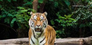 Similipal Designated as National Park