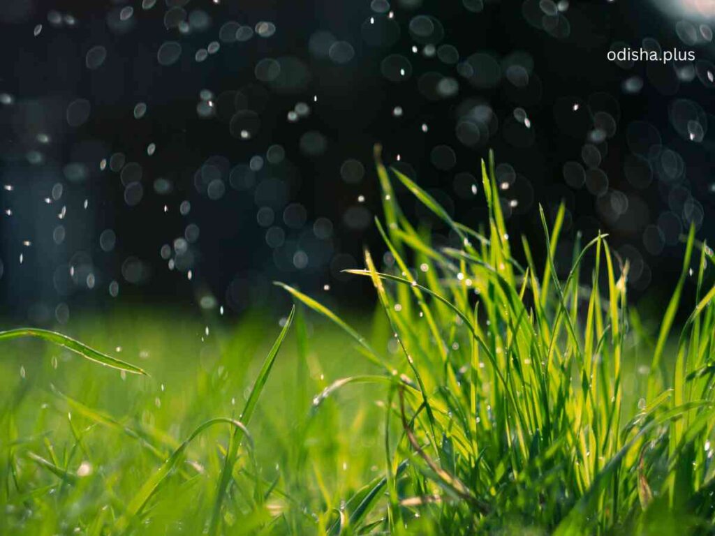 Unseasonal Rains Now a State Disaster