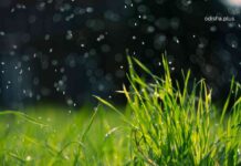 Unseasonal Rains Now a State Disaster