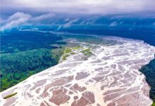 Represents the "Green Success" and overall ecological health.