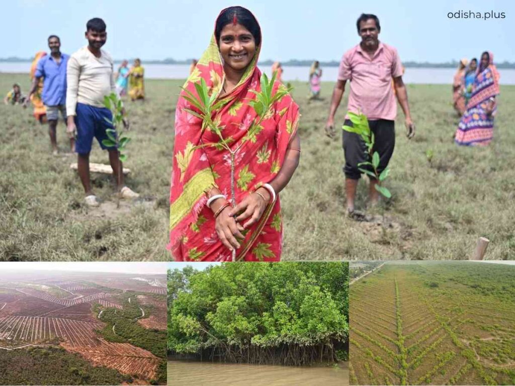 Odisha mangrove conservation, Bhitarkanika National Park mangroves, mangrove restoration India, CAMPA Odisha, coastal ecosystem Odisha, climate resilience Odisha, mangrove forest cover increase, Odisha environment news, sustainable coastal management, NCSCM Odisha, ISFR mangrove data, Kendrapara mangroves