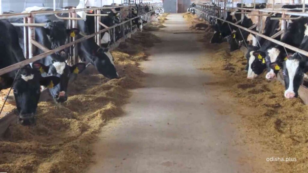 Gocarin Industries, Odisha AgriTech startup, dairy farming technology, scientific cattle nutrition, seaweed supplements, Startup Odisha, Dr. Ramanuj Panda, rural innovation, livestock health, sustainable agriculture.