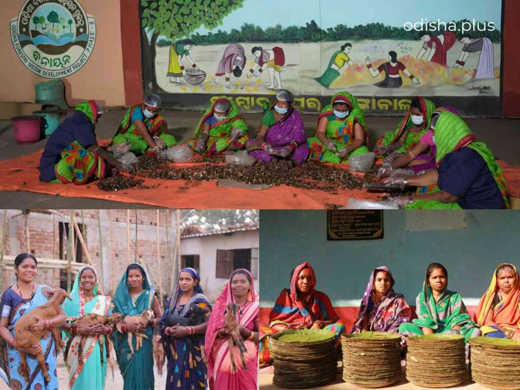 OFSDP-II, Odisha Forestry Sector Development Project, OFSDS, Odisha forest communities, JICA Odisha, Vana Surakhya Samiti, sustainable livelihoods, forest management, women empowerment, Odisha forests, community forestry, livelihood development, Multi Product Clusters, revolving fund, forest-dependent families