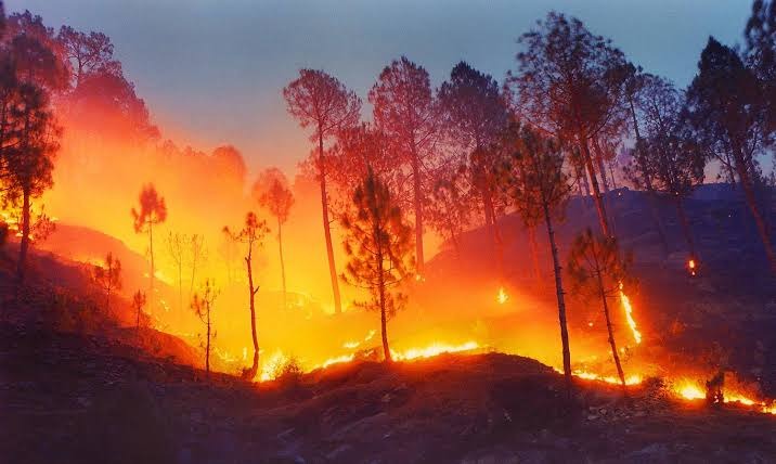 Almora forest fires, Almora travel, Uttarakhand forest fires, chir pine, banj oak, forest conservation, World Tourism Day, ecological tourism, forest fires in Uttarakhand, oak forests, pine forests, environmental conservation, sustainable tourism