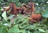 Indonesia Seeks Repatriation of Five Baby Orangutans Found in Odisha