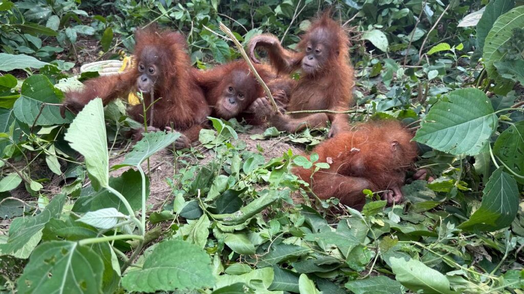 baby orangutans in Odisha, orangutans found in Odisha, Indonesia orangutan repatriation, Odisha orangutan rescue, five baby orangutans, Sumatran orangutans, orangutan trafficking, Balasore orangutans, critically endangered orangutans, wildlife trafficking