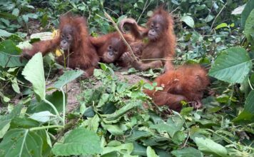 Indonesia Seeks Repatriation of Five Baby Orangutans Found in Odisha